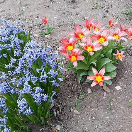 Berunka Guest house Brod nad Dyji