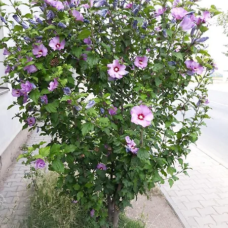 Berunka Guest house Brod nad Dyji