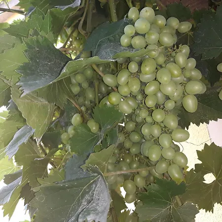 Berunka Guest house Brod nad Dyji